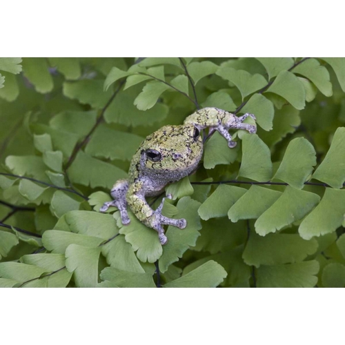 Canada, Quebec, Gray tree frog on maidenhair fern